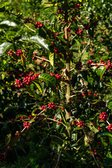 Geisha coffee plant growing in a plantation in Boquete, Chiriqui, Panama, with ripening red coffee cherries ready for harvest, highlighting sustainable agriculture and global coffee production. © Amaiquez