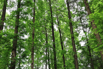 Fototapeta premium Tall green trees growing in a beautiful forest park.