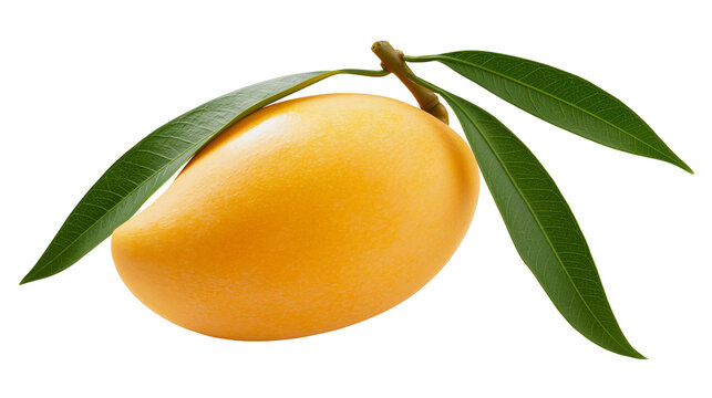 Ripe yellow mango with green leaves on stem