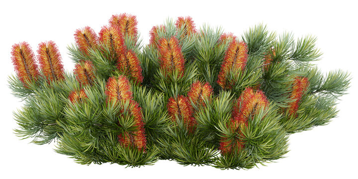 Banksia ericifolia Isolated PNG, Orange Flowering Evergreen Shrub, Transparent Background