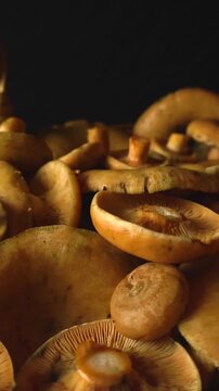 Close up cinematic shot gliding over a pile of fresh saffron milk cap mushrooms, also known as Lactarius deliciosus, isolated on a dark studio background showing their beautiful textures