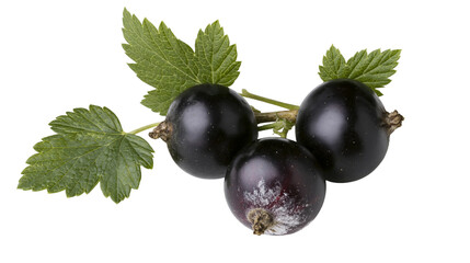 Three ripe blackcurrants with green leaves on stem © Veikko