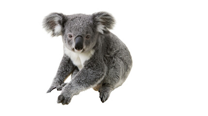 Fluffy grey koala bear with white chest fur © Veikko