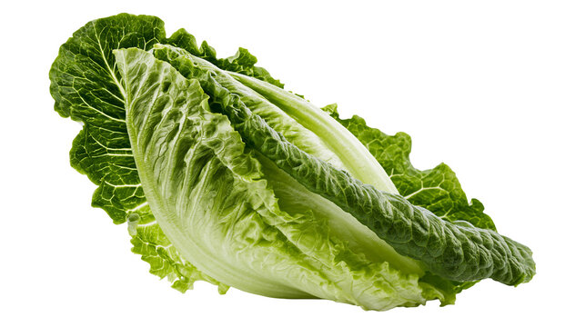 Fresh green romaine lettuce head with crisp leaves