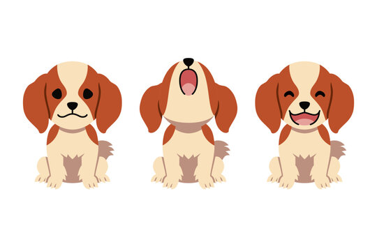 Cute Cavalier King Charles Spaniel puppy set with three expressions cartoon vector illustration