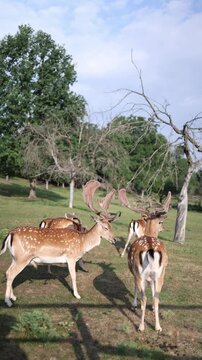 Vertical screen Herd of fallow deer with velvet antlers gathers across a peaceful meadow reflecting social wildlife behavior thriving populations and protected nature