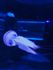 jelly fish in aquarium © Rama