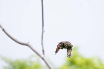 Fototapeta premium A small Jungle Owlet in mid air flight with wings spread open, isolated against a soft, blurred green nature background.