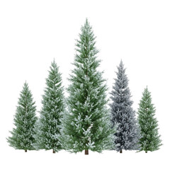 Fototapeta premium A snowy forest scene with tall evergreen trees covered in white snow