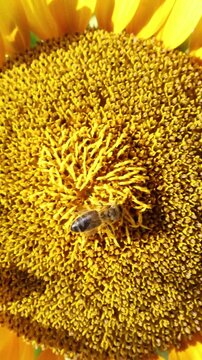 Vertical screen Macro honey bee gathers nectar on vibrant sunflower revealing detailed pollination summer biodiversity healthy ecosystem and essential agricultural life