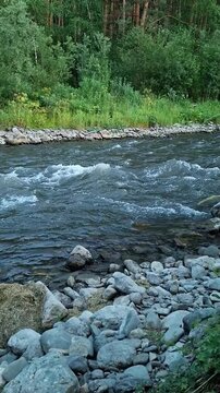 Rapid mountain river flowing over stony banks along green forest. Sema River, Altai, Siberia, Russia. vertical video format