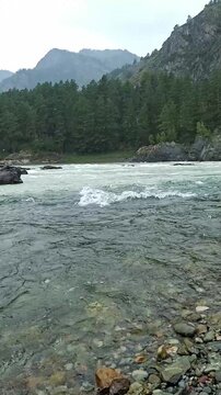 Powerful stream water moving through wild coniferous forest. The confluence of the Katun and Chemal rivers. Altai, Russia. vertical video format