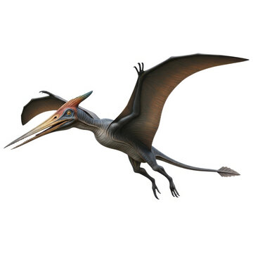 A digital illustration of a pterosaur in flight against a white background.