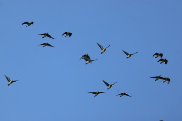 Obraz premium White-bellied Green Pigeons in flight