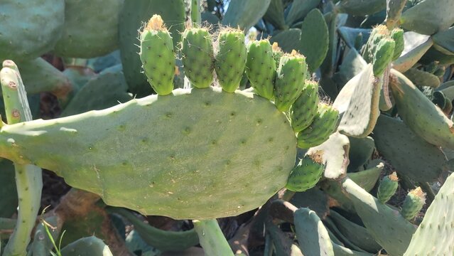 Close-up of a green opuntia cactus pad with unripe fruits growing along the edge in natural sunlight.