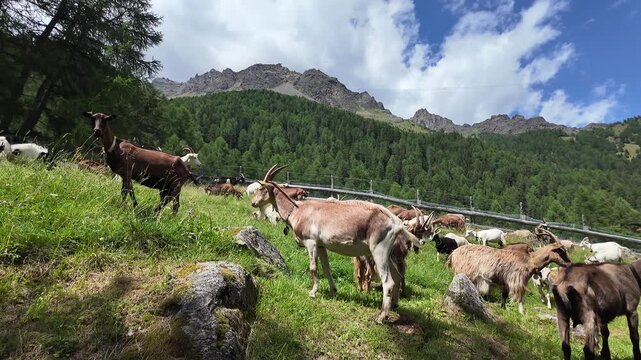 capre al pascolo pastore montagna stalla Val di Sole Pejo Trentino 