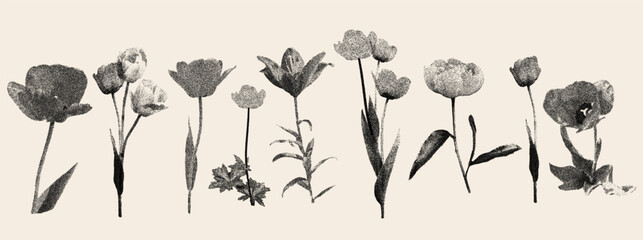 Flower row with stipple photocopy halftone effect on warm beige. Grunge tulip and peony stems in gritty dotted noise texture. Vector collage set of stippled flowers for vintage poster and print © Syuzann q