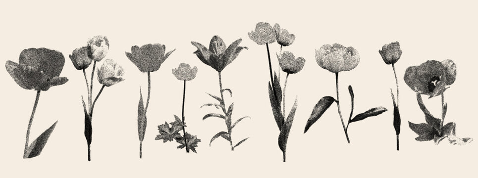 Flower row with stipple photocopy halftone effect on warm beige. Grunge tulip and peony stems in gritty dotted noise texture. Vector collage set of stippled flowers for vintage poster and print