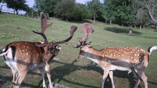 Two fallow deer with impressive velvet antlers stand together in a grassy enclosure highlighting wildlife conservation healthy animals and natural behavior
