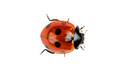 Orange ladybug with black spots on white © Aisling