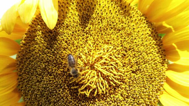 Honey bee pollinates a blooming sunflower in bright summer sunlight highlighting biodiversity healthy ecosystems natural agriculture and the vital role of pollinators