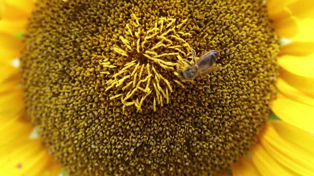 Honey bee collects pollen from a sunflower in bright summer sunlight revealing the essential role of pollinators in biodiversity healthy crops and thriving ecosystems