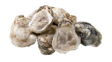 Fresh raw oysters pile, opened and closed shells © Matthias