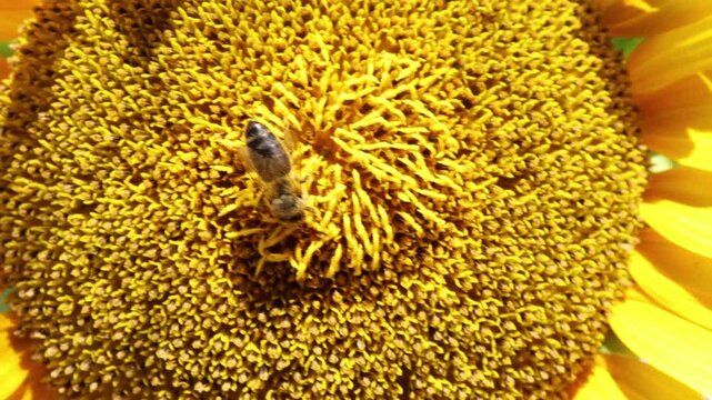 Honey bee gathers pollen on a sunflower center in bright daylight showcasing natural pollination healthy ecosystems biodiversity sustainable farming and summer nature