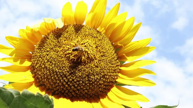 Honey bee collects fresh pollen from blooming sunflower under bright summer sky highlighting natural pollination biodiversity healthy ecosystems and seasonal agriculture