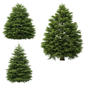 Three different sizes of evergreen trees in a row