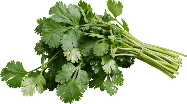 Fresh cilantro bunch with green leaves and stems