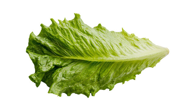 Green romaine lettuce leaf with serrated edges