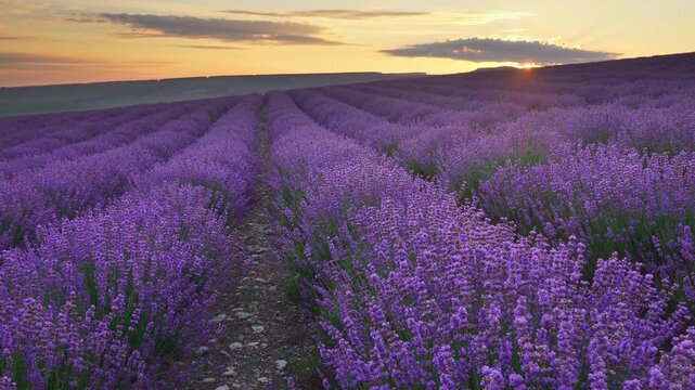 Scenic panning shot of beautiful blooming lavender field landscape with purple flowers swaying in the wind at sunset. Cinematic countryside nature footage under a warm evening sky.