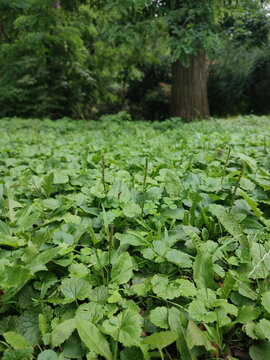 Plantain and celandine carpet of fresh greenery natural background with blur