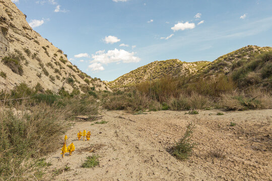 Yellow broomrape growing in a Mediterranean badlands landscape in southern Spain