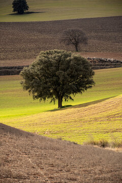 Rolling agricultural hills with crop patterns in Granada Spain