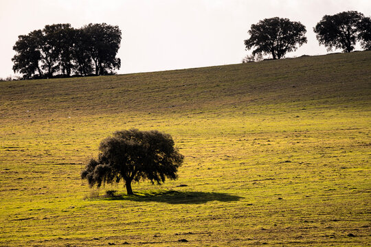 Rolling agricultural hills with crop patterns in Granada Spain