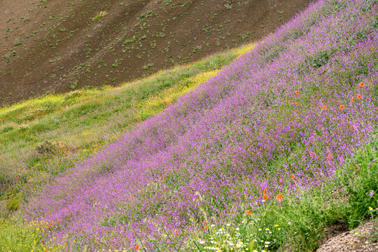 Moricandia moricandioides spring bloom in Fardes River Valley Spain