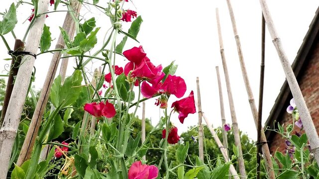 Clusters of Sweet Pea 'Millennium' flowers in full flower, featuring elegant pink and red blooms on climbing stems against a natural garden background.