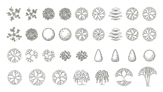 Architectural Garden Tree CAD Blocks Top View and Elevation Landscape Vector Set