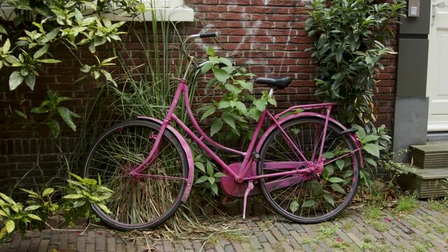 Side on view of Pink bicycle propped up against stone brick wall with overgrowing foliage growing up the wall, on a side-street in Haarlem, Amsterdam