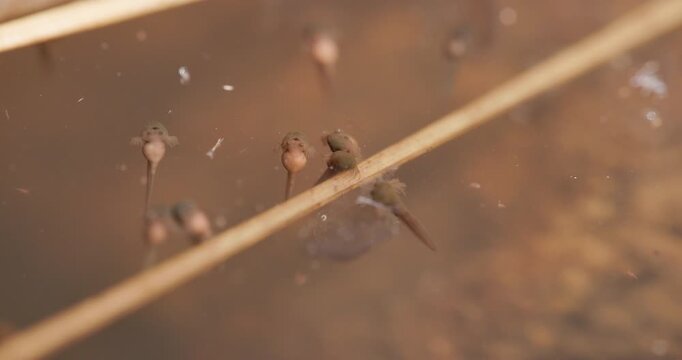 Pre-monsoon tadpoles breathing at surface open mouth; slow motion muddy pool macro sequence