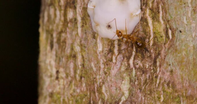 Red Ant milking a white Treehopper; slow motion macro honeydew mutualism sequence