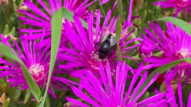 Close-up view of a cute bumblebee aka Bombus terrestris gathering nectar from a vibrant Delosperma cooperi purple flower in bloom.