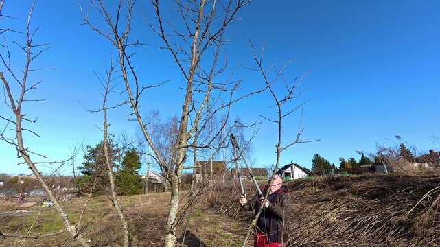 Person pruning fruit tree branches with hedge shears against a bright blue sky, likely in autumn or spring. Garden health care. Gardening work. Man trimming trees in orchard. Pollarding work. 4K.