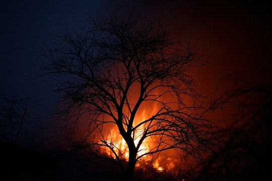 Silhouette tree with a large wildfire in background