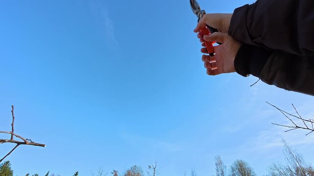 Woman carries out sanitary pruning of the garden. Person prunes fruit tree branch with secateurs likely in autumn, winter or spring. Garden maintenance. Trimming the orchard, Gardening work. 4K video.