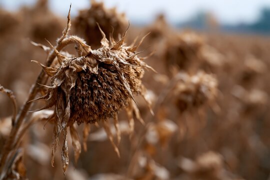 Dried sunflower field indicating global warming and drought