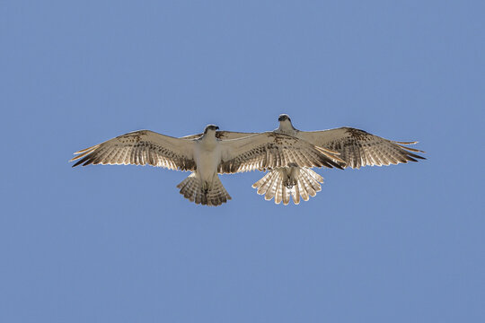 osprey in flight