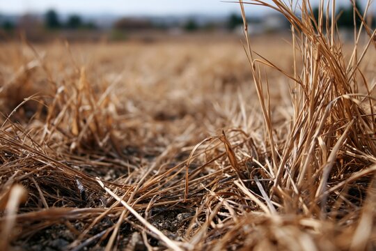 Dry brown grass showing drought and climate change effect